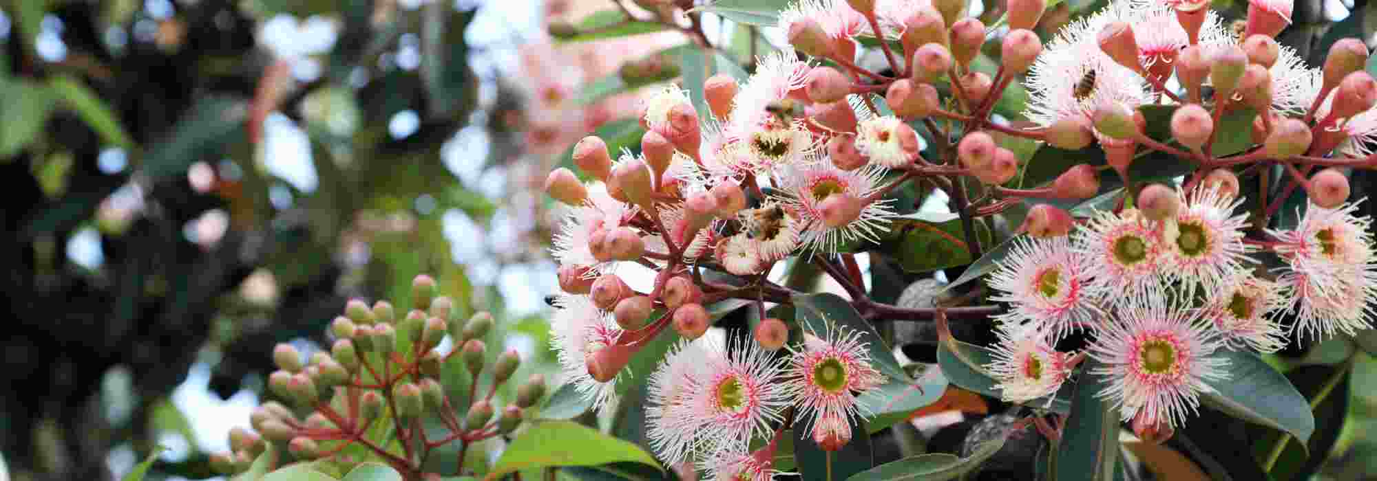 The most beautiful autumn-flowering trees to brighten up the garden