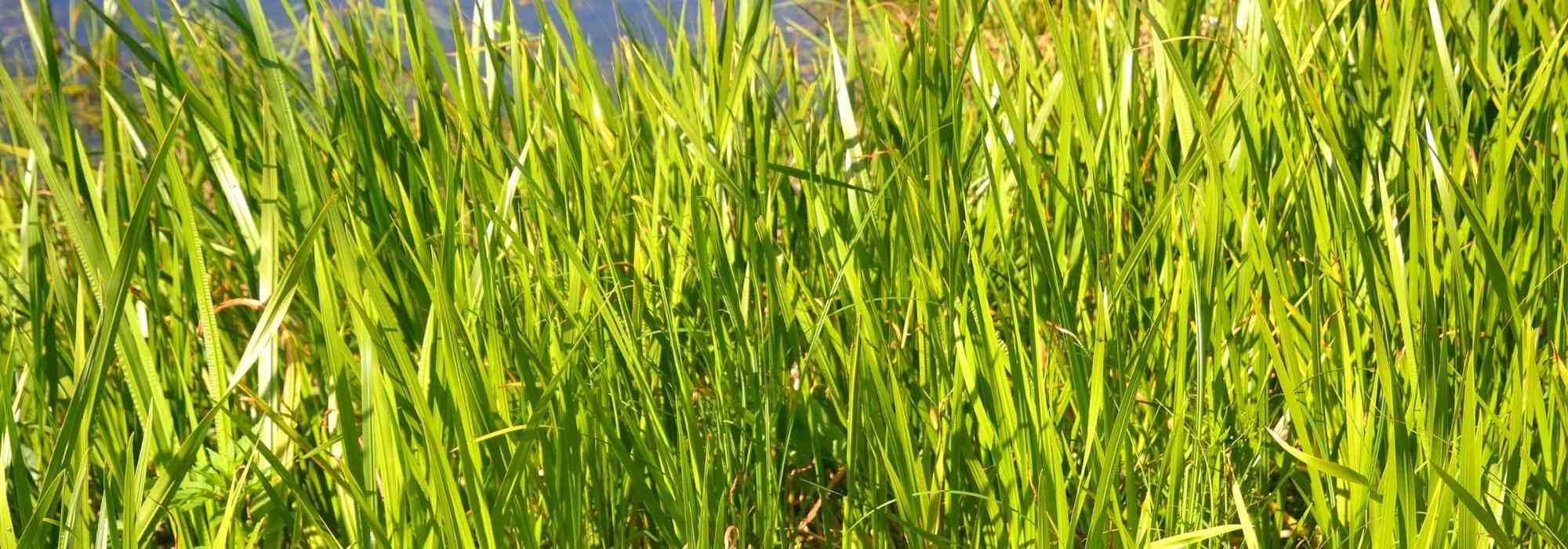 Carex are a good solution for banks and damp soils!