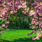 Diseases and pests of Japanese cherry trees