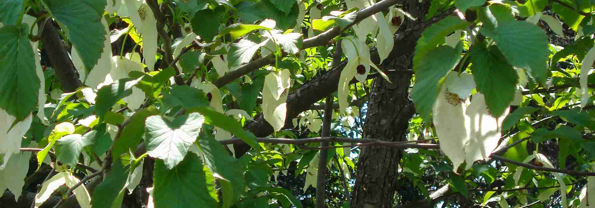 How to choose a Davidia or handkerchief tree?