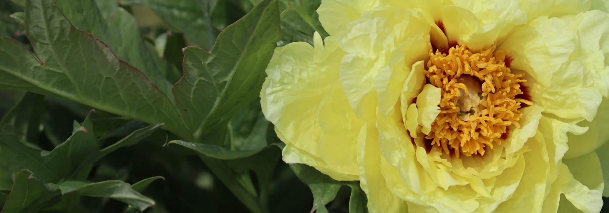 How to care for a tree peony throughout the seasons?
