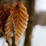 Marcescent foliage: an asset for the garden in winter