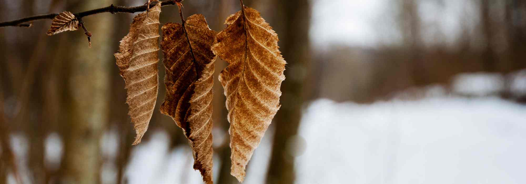 Marcescent foliage: an asset for the garden in winter