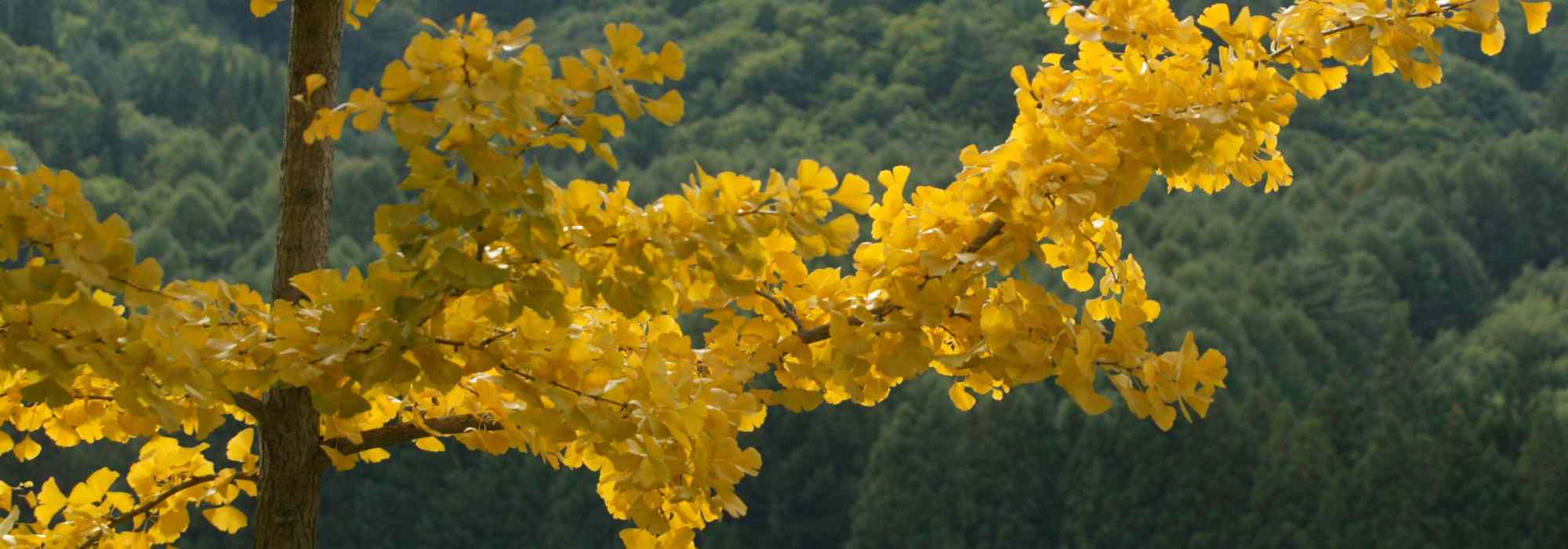 5 great ideas for pairing ginkgo