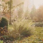 Getting one's hands dirty in the soil again on St Catherine's Day