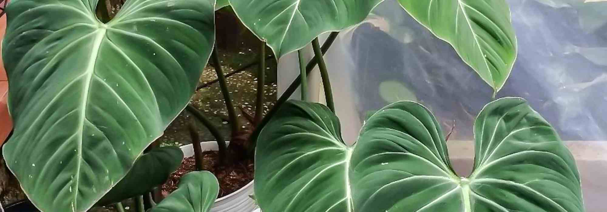 Diseases and pests of Philodendron