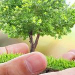 Planting a tree on St Catherine's Day: a ritual to (re)discover