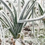 Which vegetables to grow when it freezes in the vegetable garden?