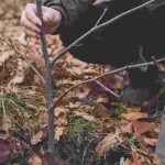 Planting on Saint Catherine's Day: Mistakes to avoid