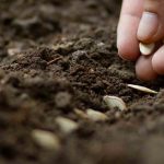 Sowing vegetable seeds: common mistakes to avoid!