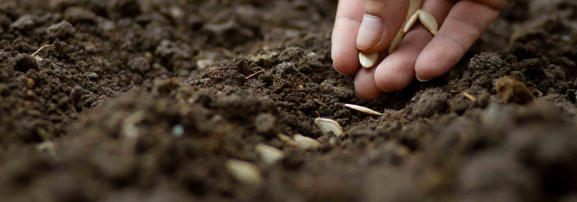 Sowing vegetable seeds: common mistakes to avoid!