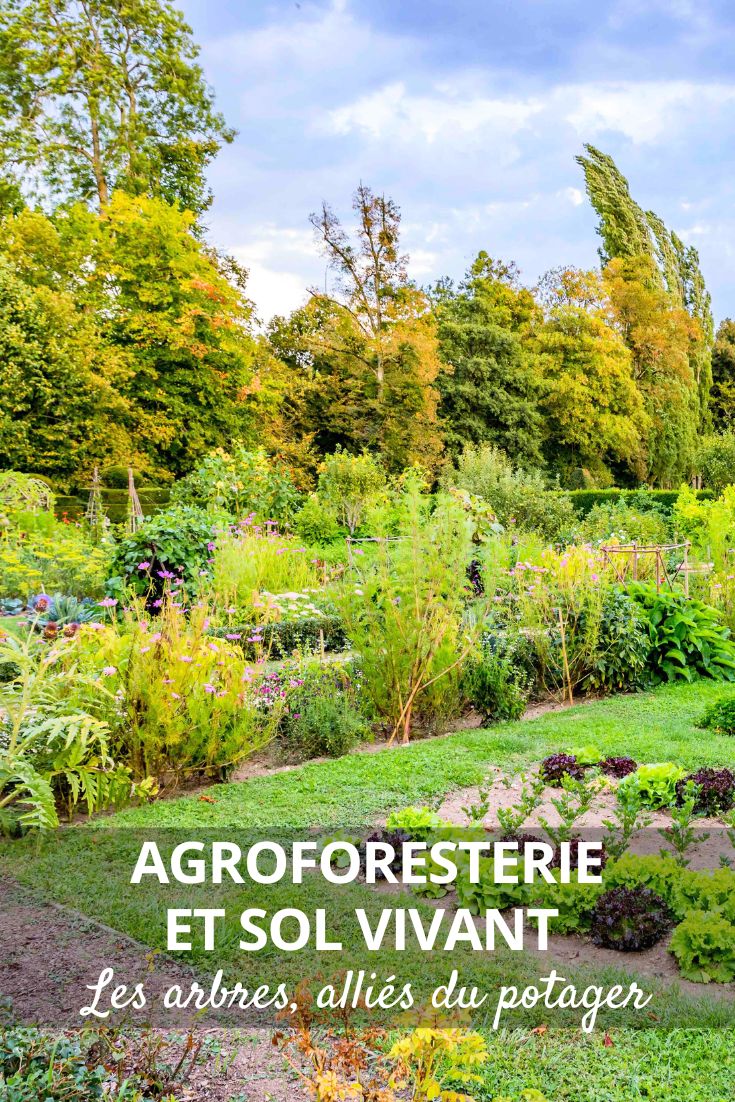 kitchen garden and agroforestry