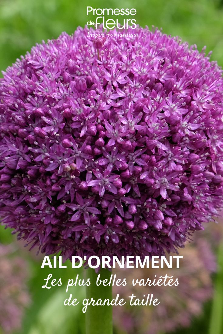 Allium Giant Ambassador
