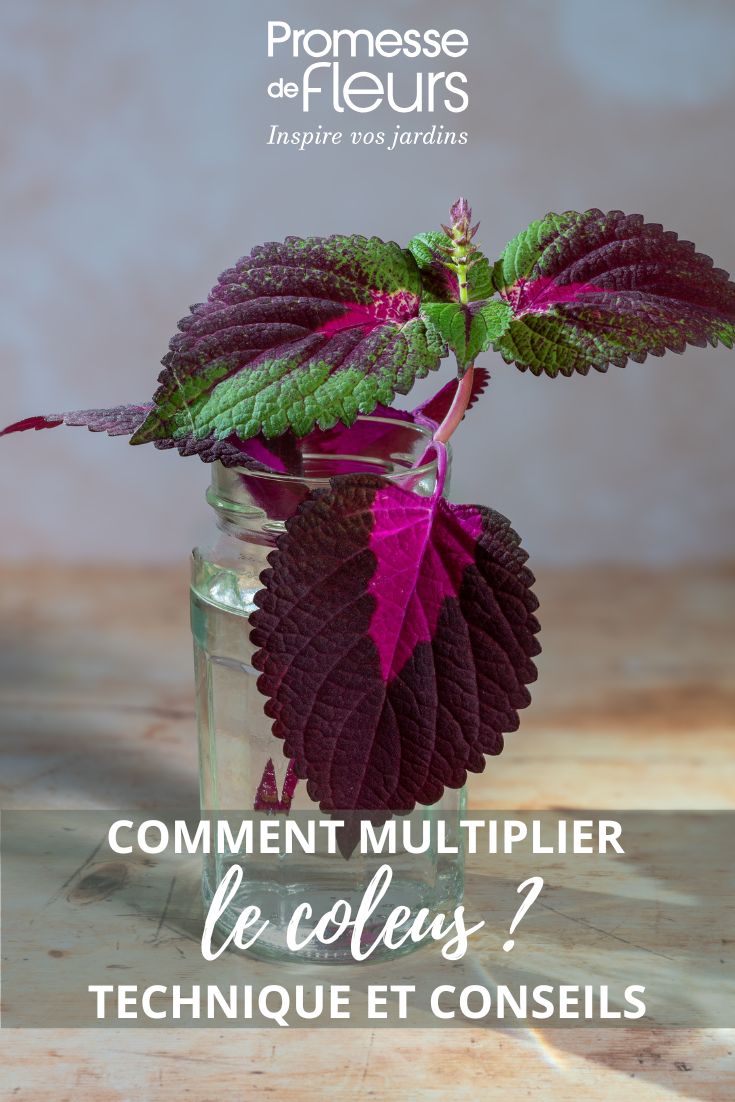 How to propagate coleus?