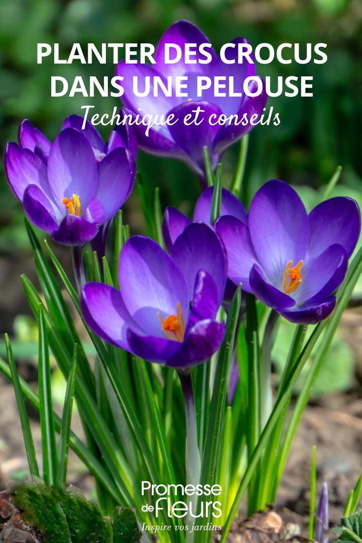 crocus flowers