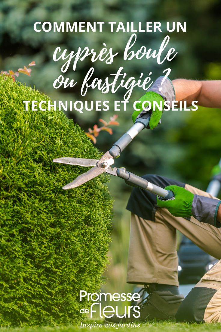 pruning a cypress into a ball shape