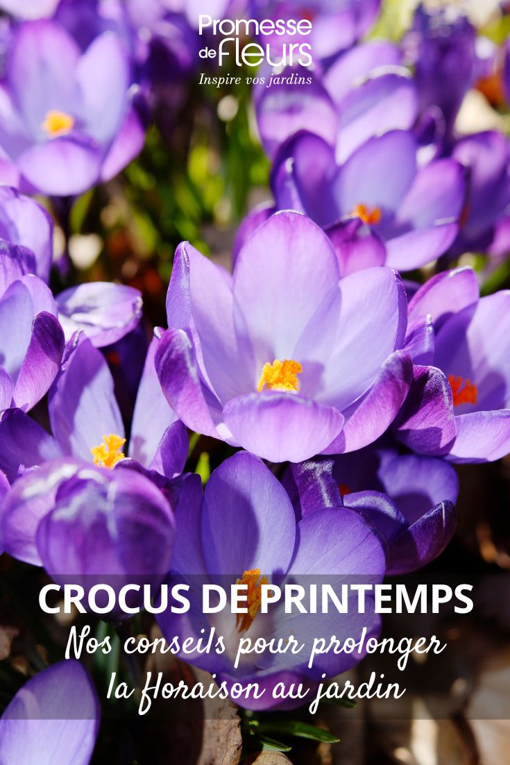 purple crocus