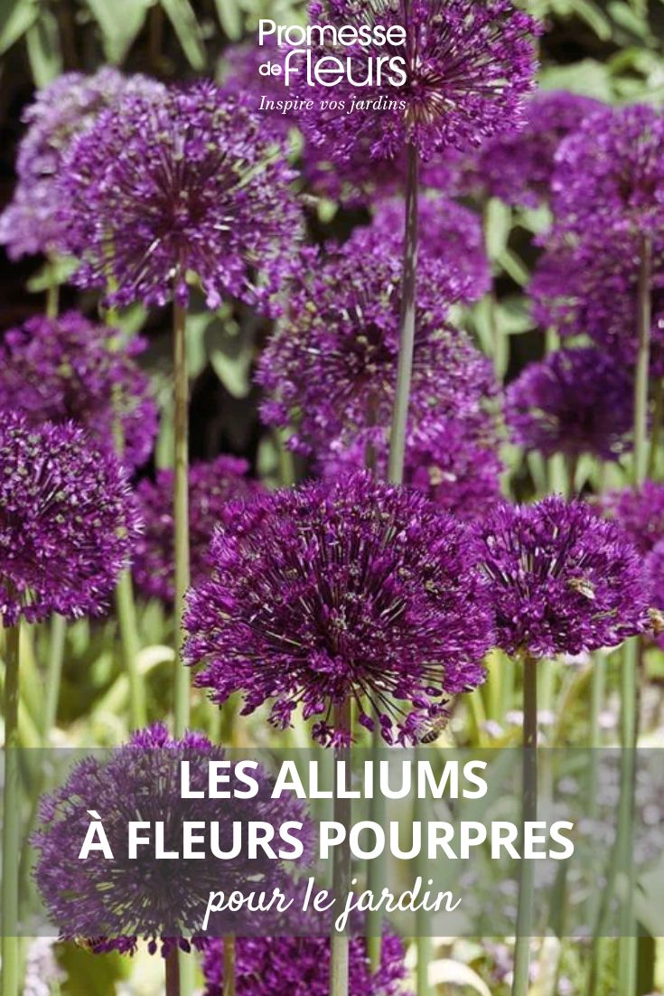 Ornamental allium - Allium aflatunense 'Purple Sensation'