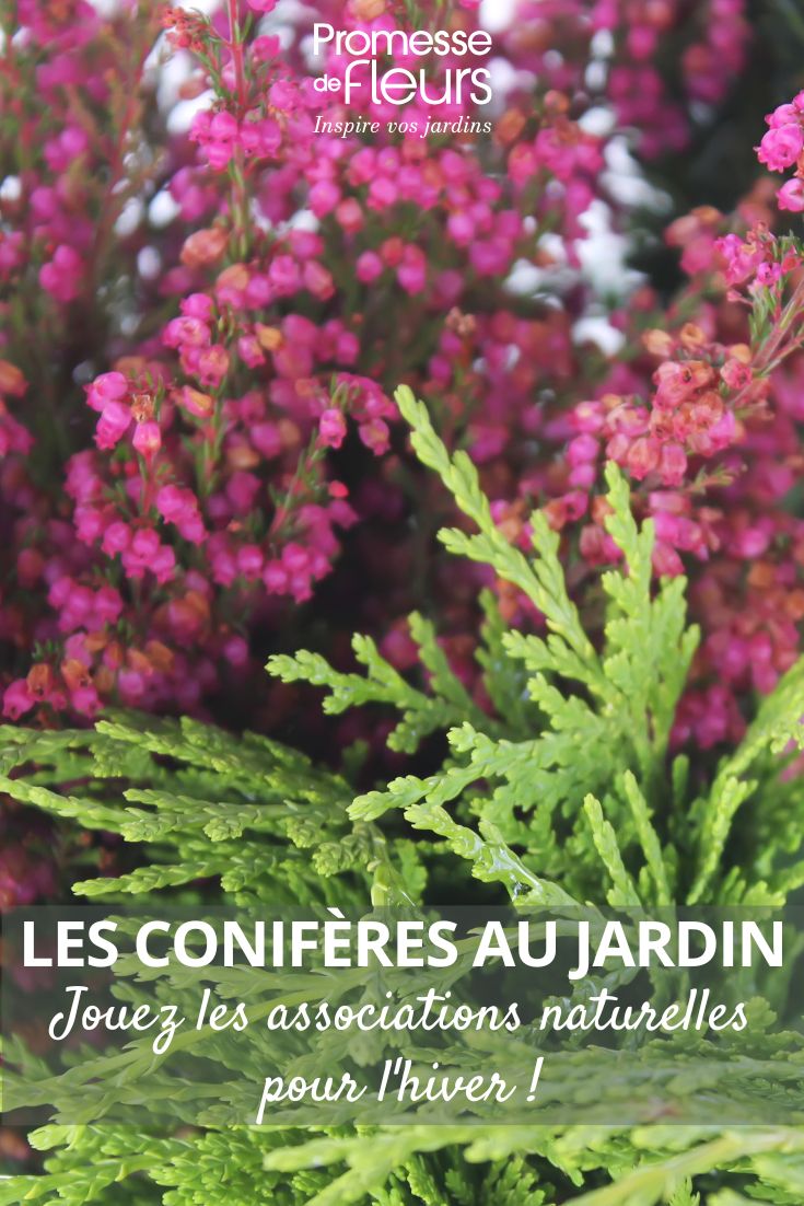conifer and heather