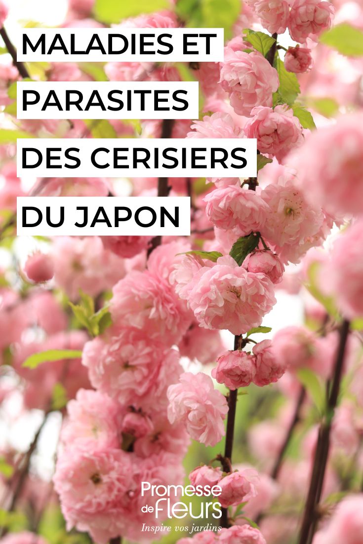 cherry tree flowers