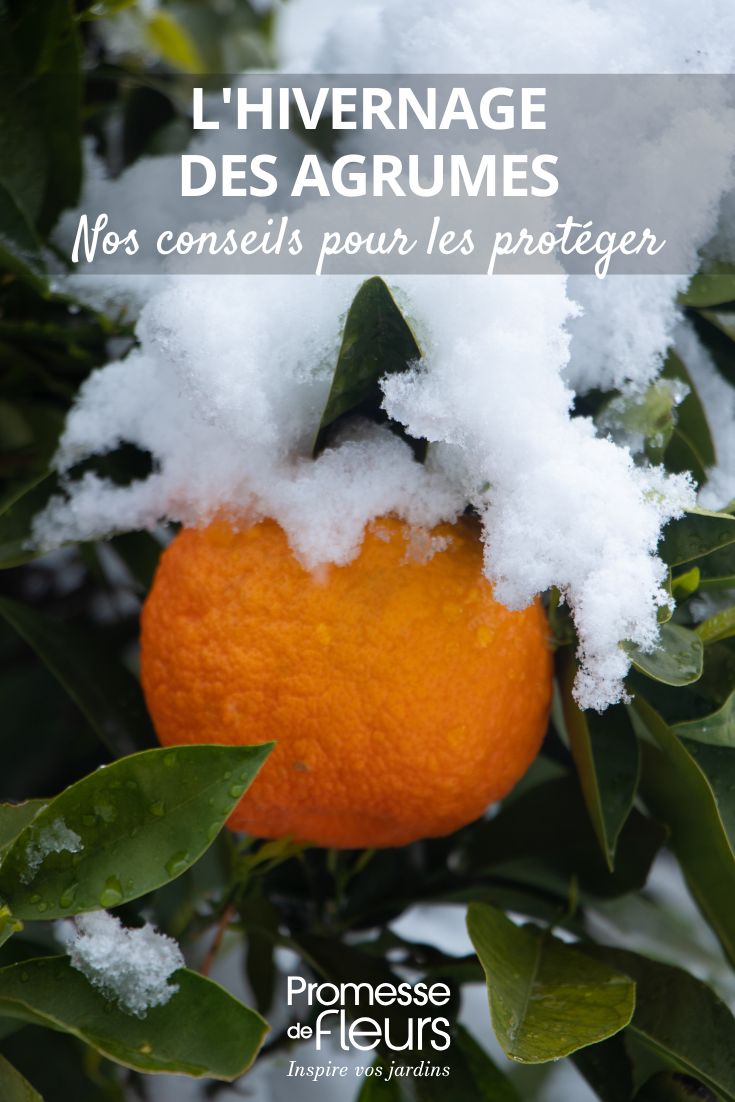 orange tree in the snow