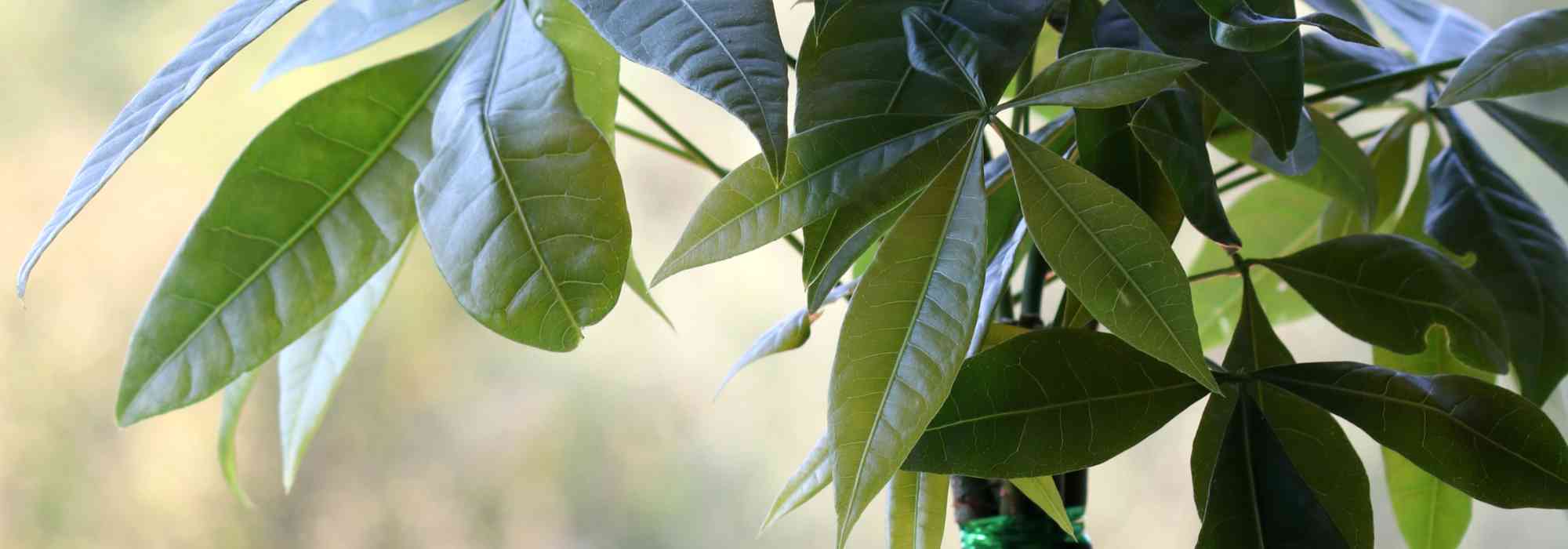 Pachira: seasonal care