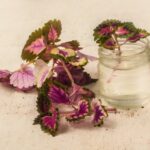 How to propagate Coleus?