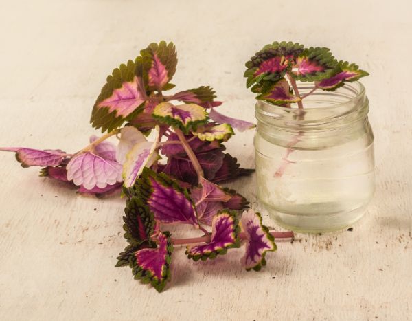 How to propagate Coleus?
