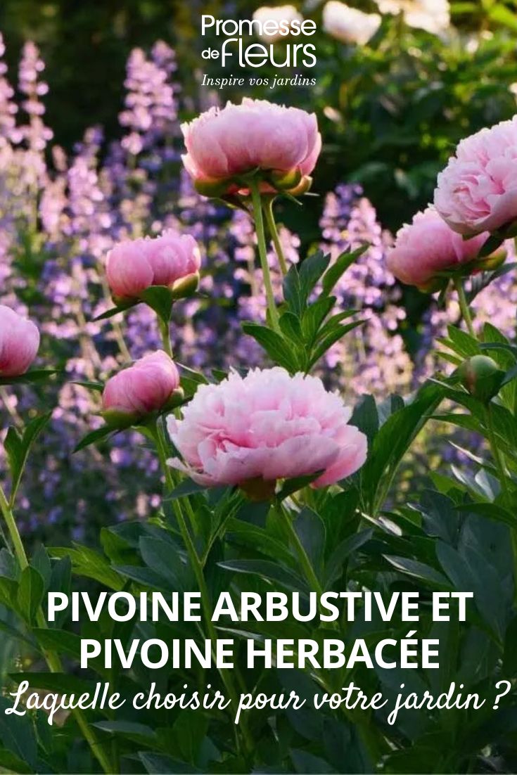 Peonies in the garden