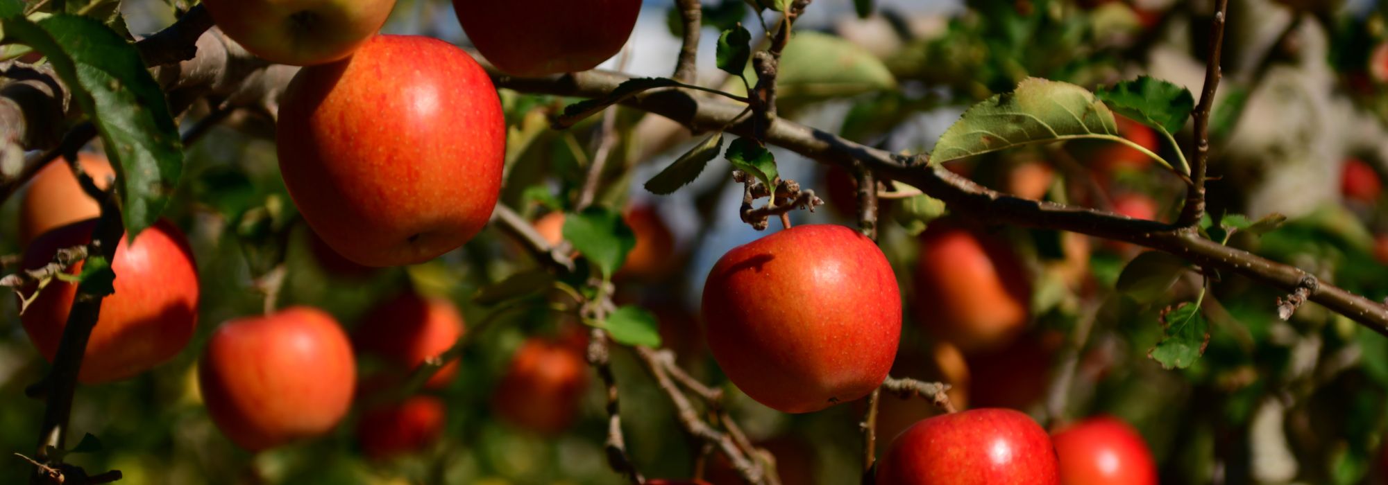 Fruit all year round: is it possible?