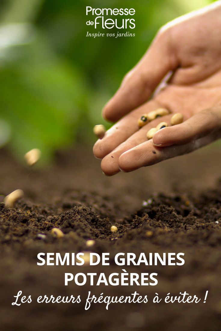 sow the seeds in the vegetable garden