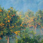 Wintering citrus trees: essential for their survival