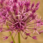 Ornamental garlic: discover the most beautiful pink-flowered varieties!