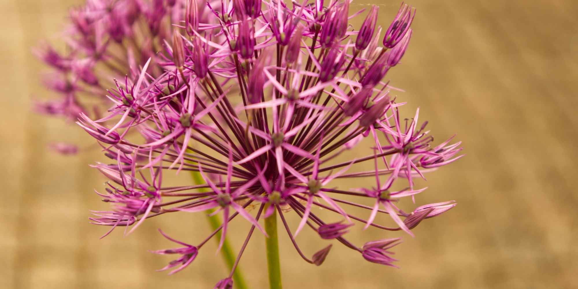 Ornamental garlic: discover the most beautiful pink-flowered varieties!