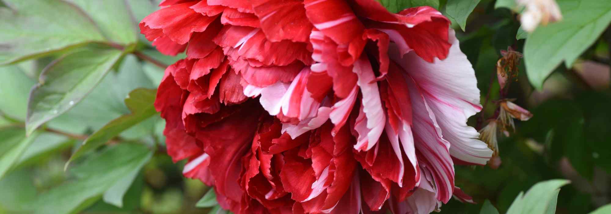 Tree peony and herbaceous peony: which should you choose for your garden?