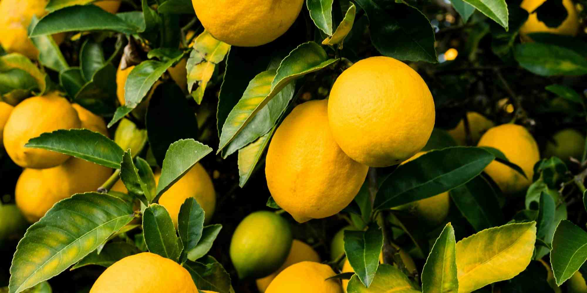 How to properly feed your citrus trees?
