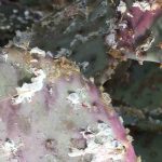 How can I naturally get rid of scale insects on houseplants?