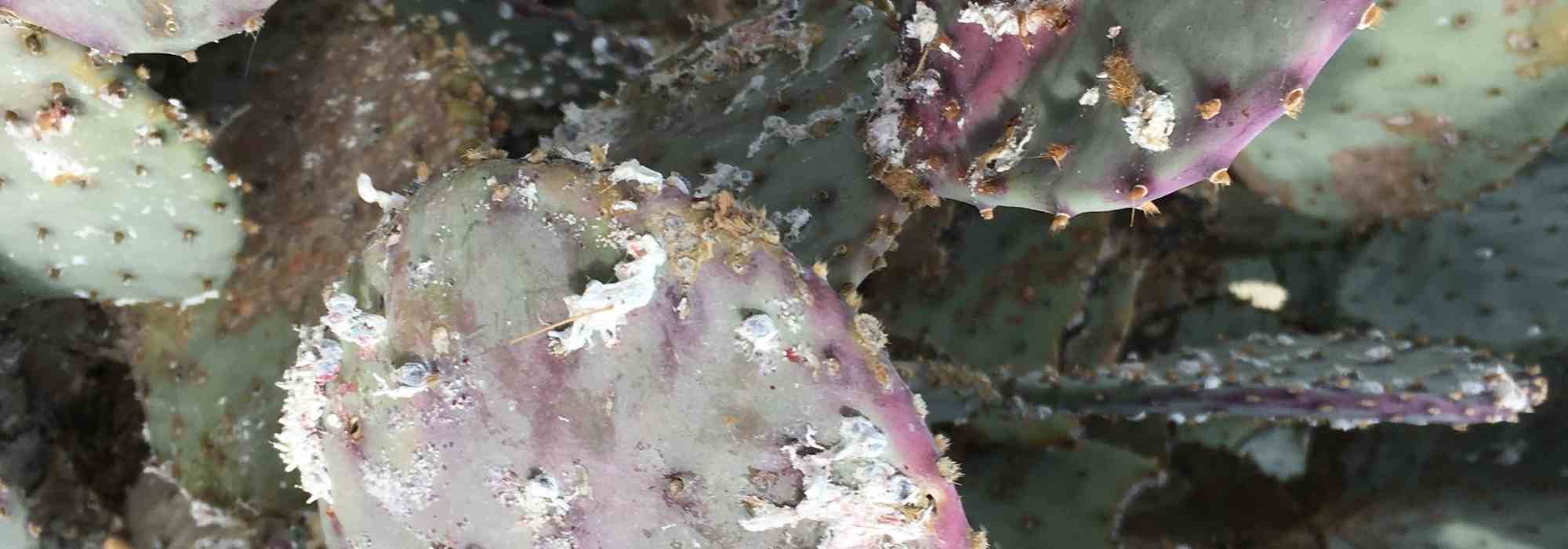 How can I naturally get rid of scale insects on houseplants?