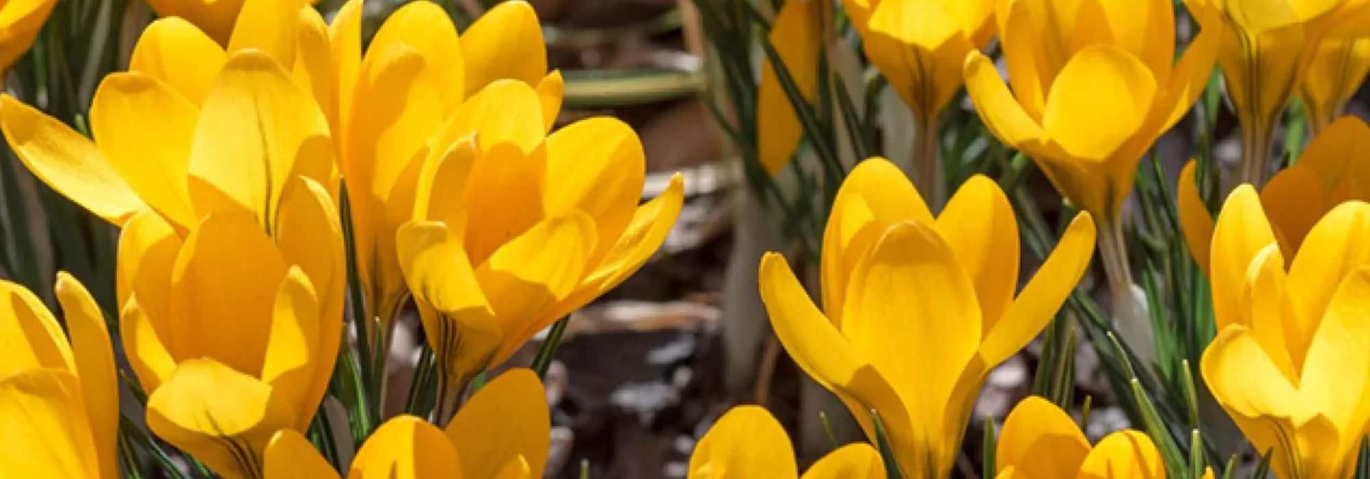 Spring Crocus: how to prolong flowering in the garden?
