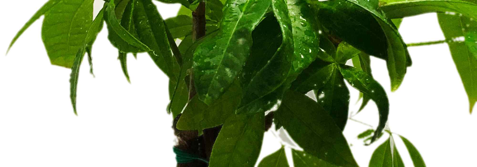 Diseases and parasitic pests of Pachira.