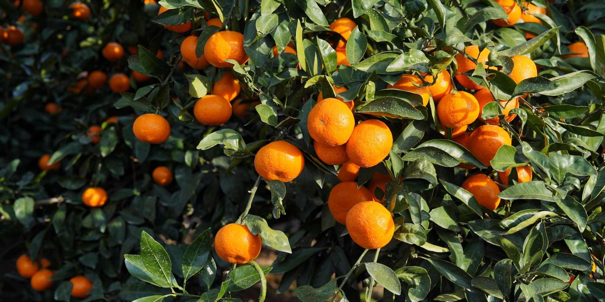 How to grow a citrus tree in open ground to optimise fruiting?