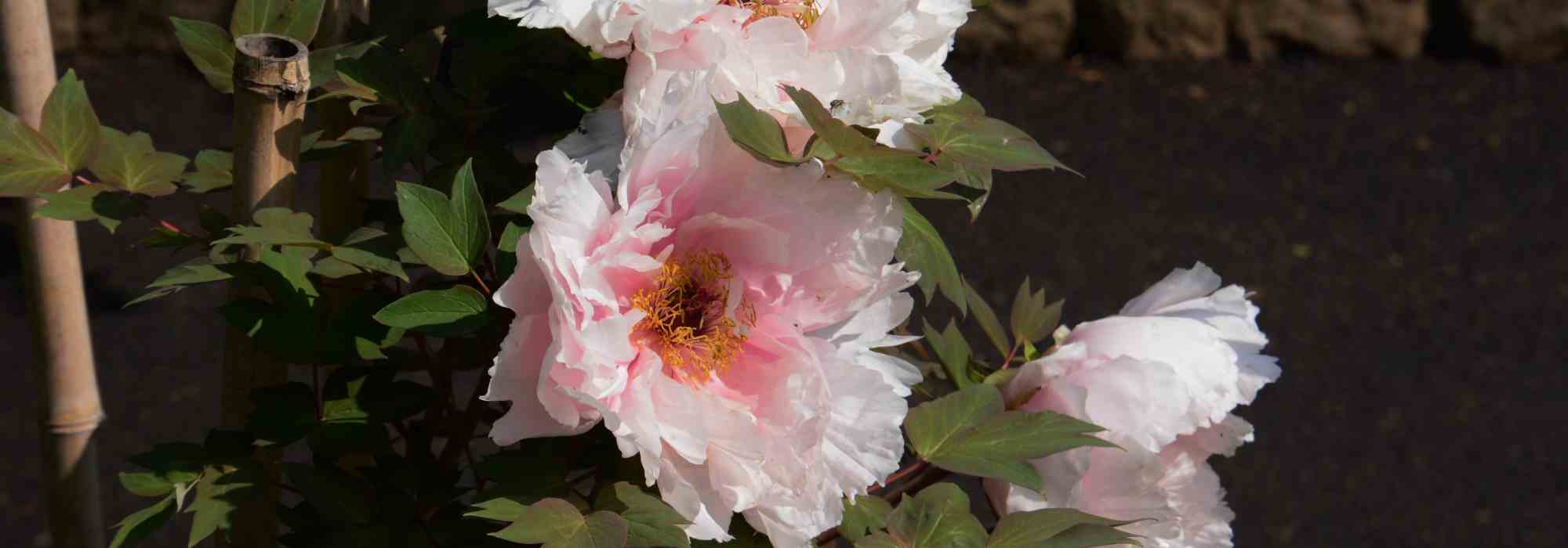 Shrub peonies in pots: how to grow them successfully?