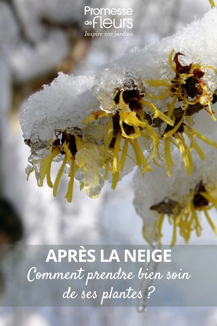to help plants after snowfalls in the garden.