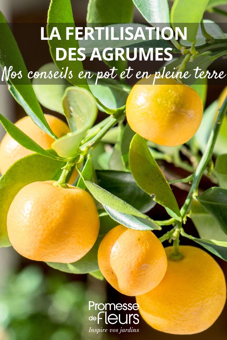 fertilising citrus trees