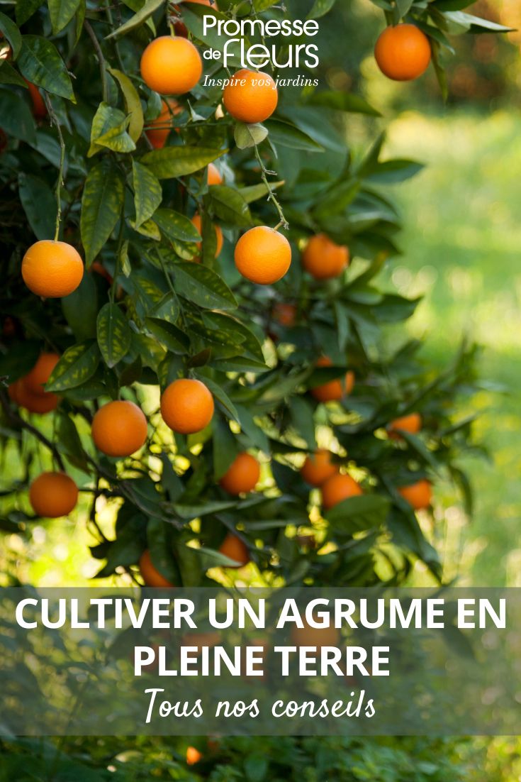 to grow a citrus tree in the garden in open ground
