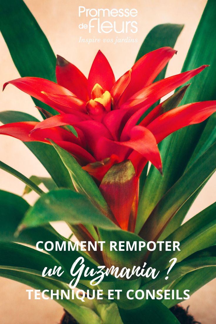 Guzmania flower