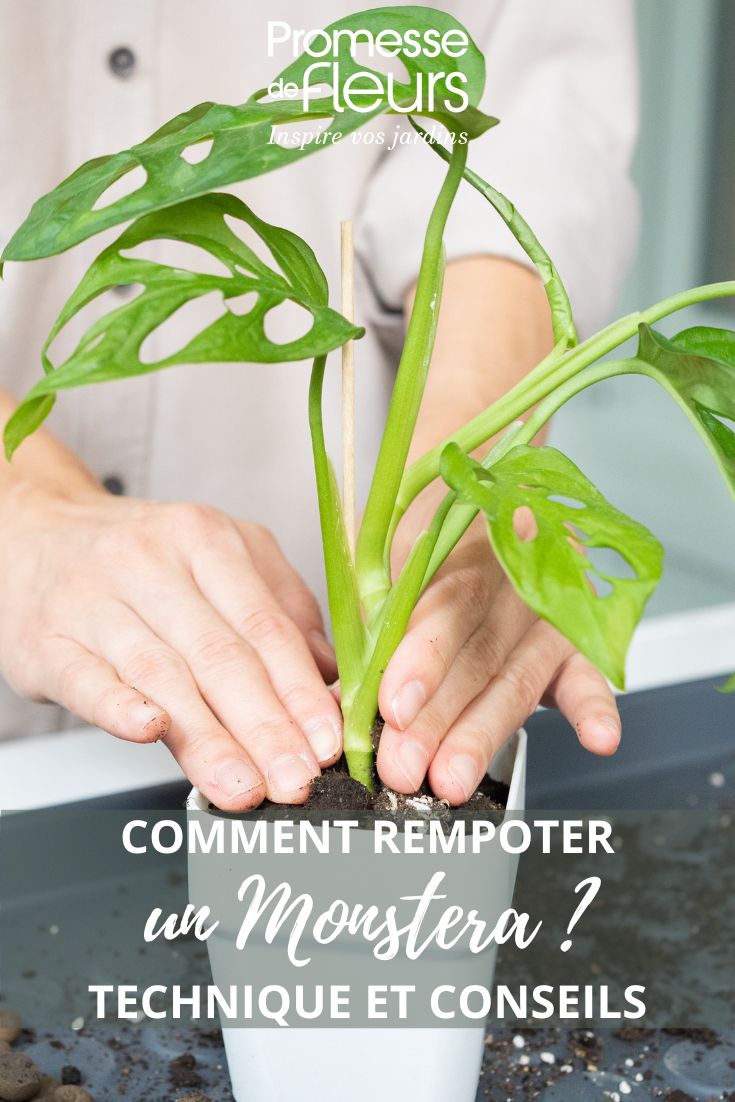 Repotting a Monstera: When and How?