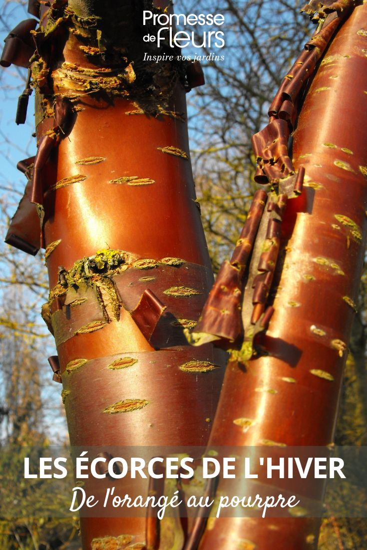 Prunus serrula