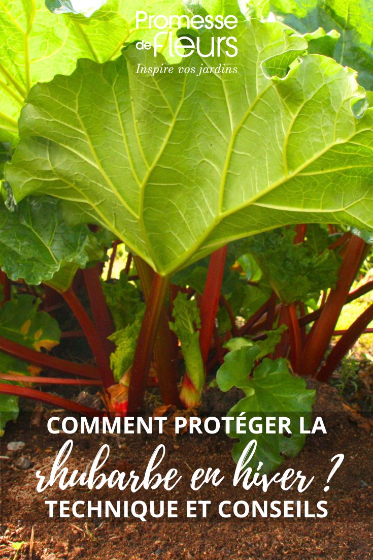 Overwinter rhubarb