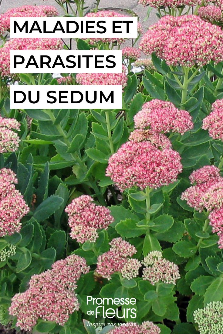 How to care for sedums